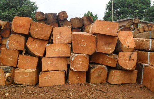 Gỗ gỗ đỏ là gỗ gì? Những ưu điểm, nhược điểm của gỗ đỏ - thegioisofa.com